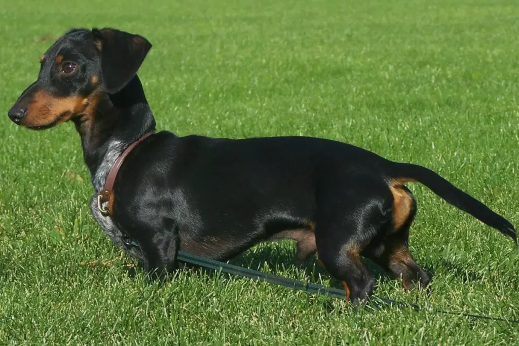 dachshund
