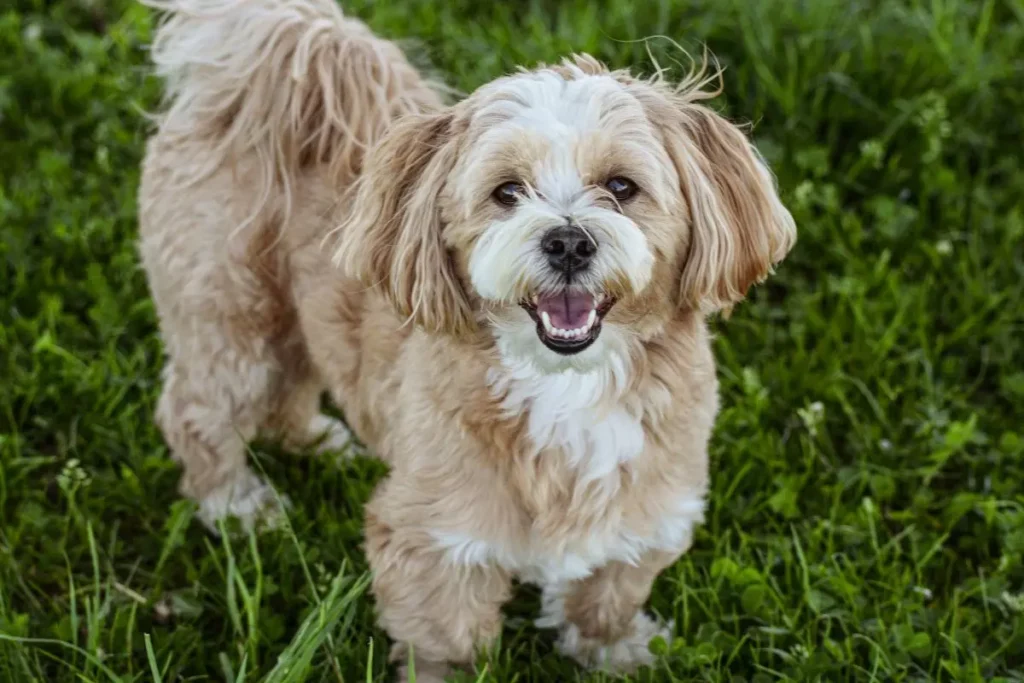 lhasa apso