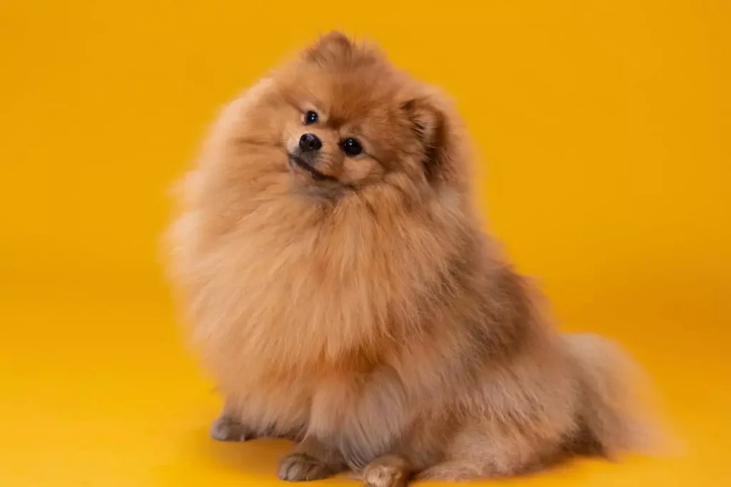 Lulu da Pomerânia raças de cachorro pequeno