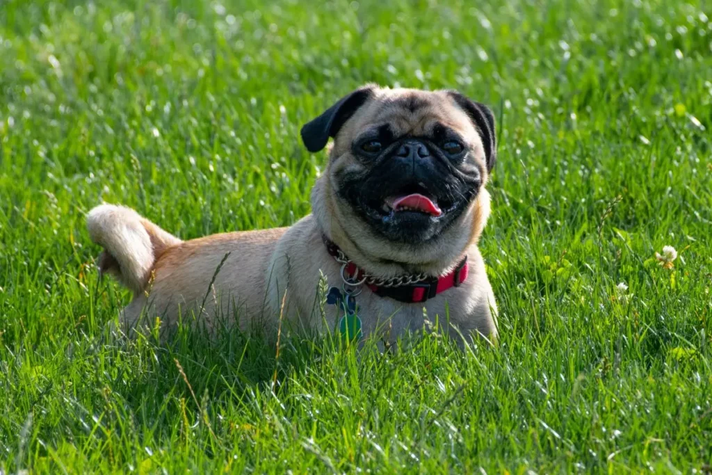 pug