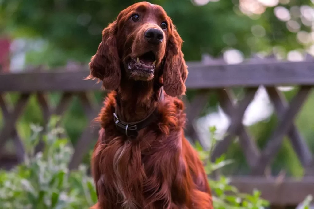 setter irlandês