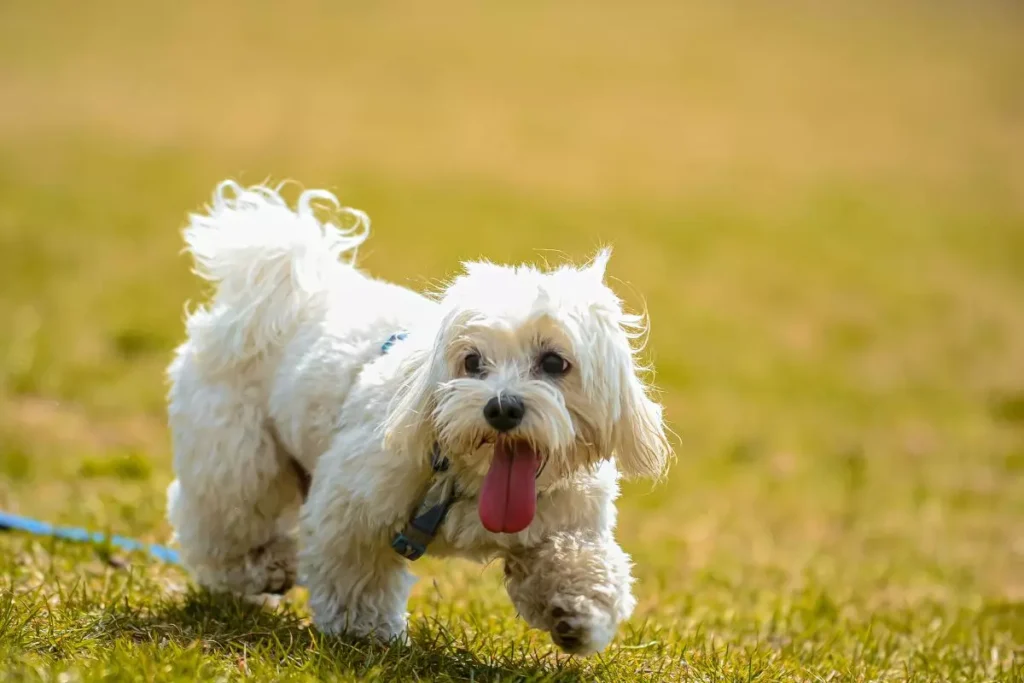 raças de cachorro pequeno
