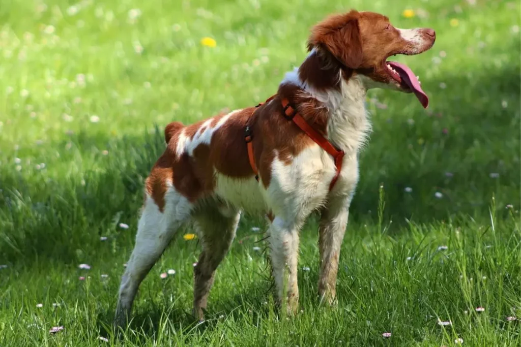 spaniel bretão
