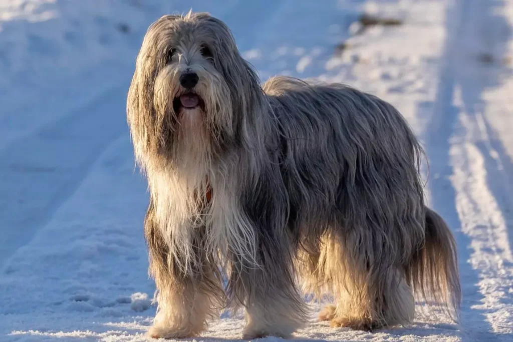 Bearded Collie