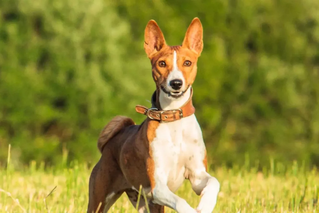 cachorro basenji