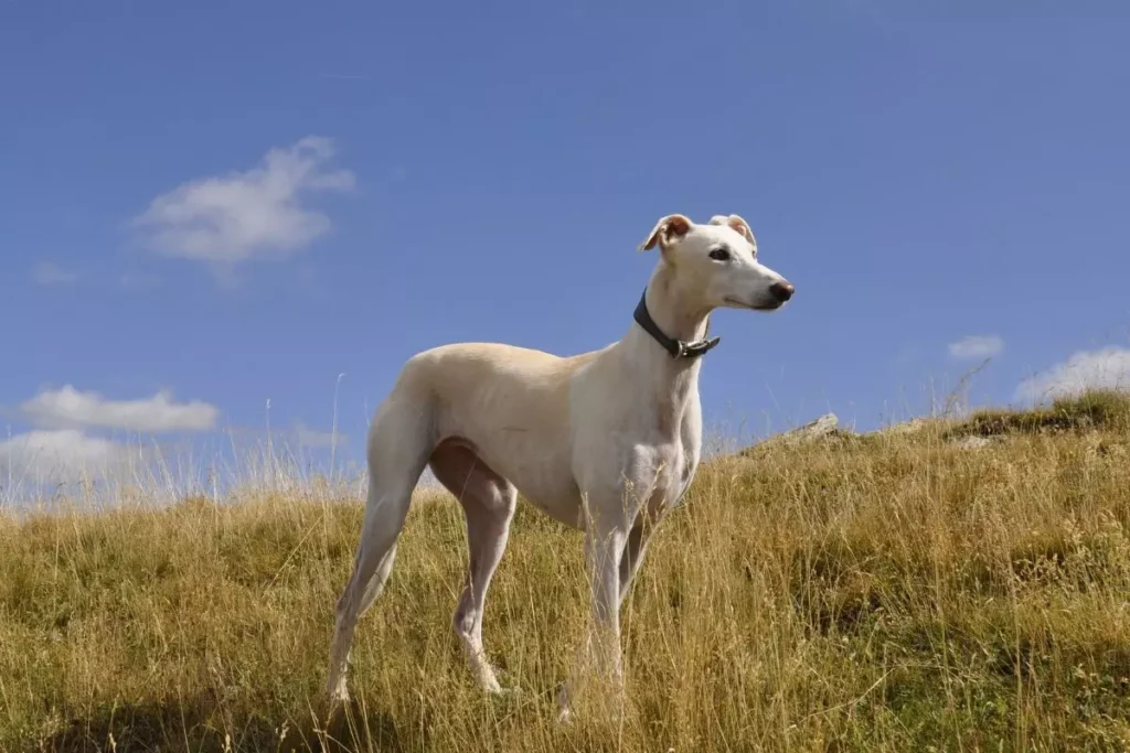 cachorro greyhound