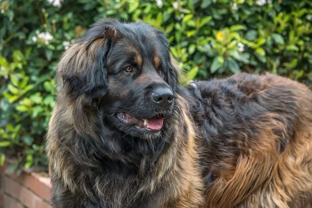 leonberger