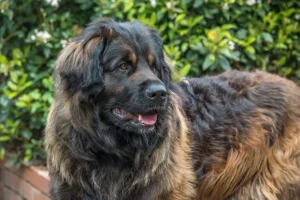 Leonberger