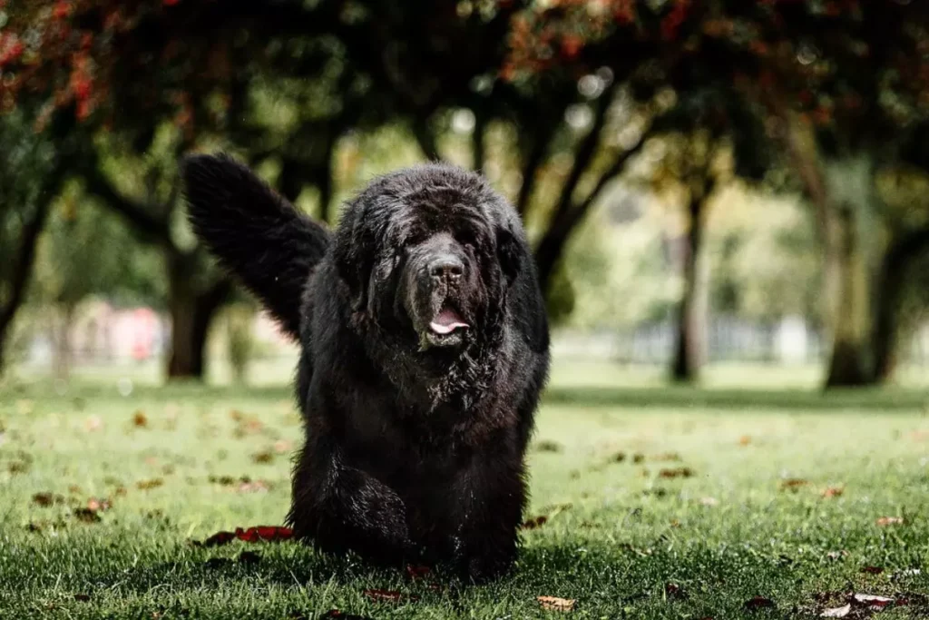 cachorro terra nova