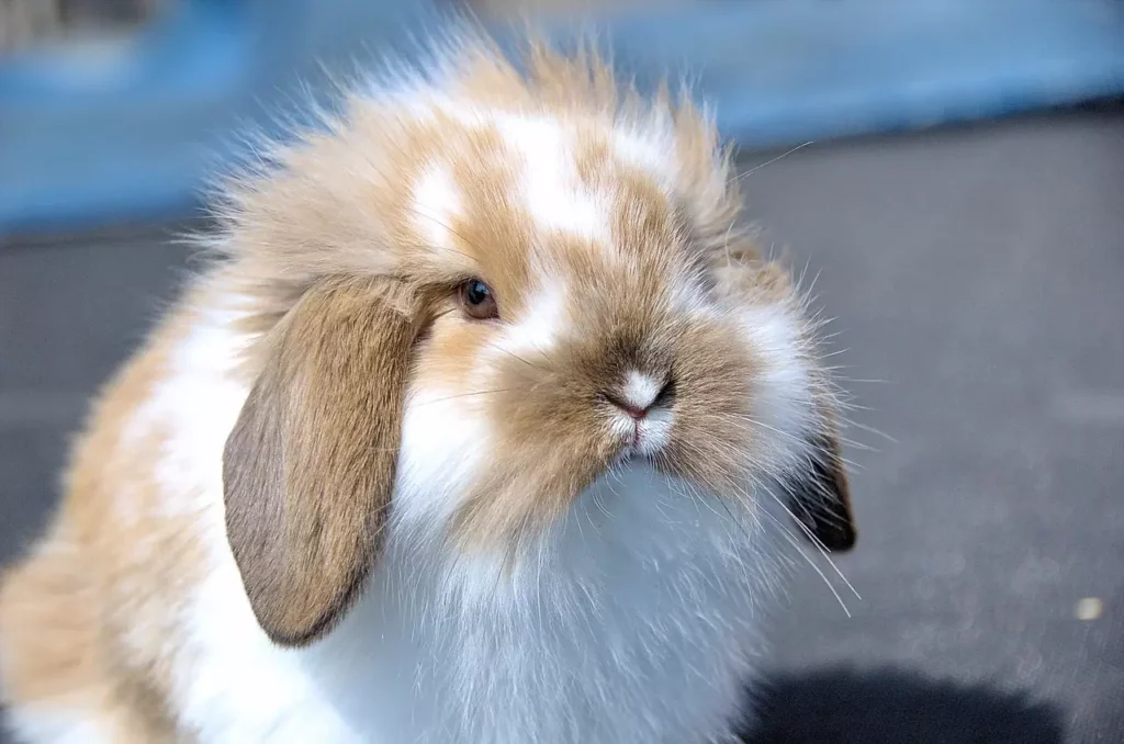 American Fuzzy Lop