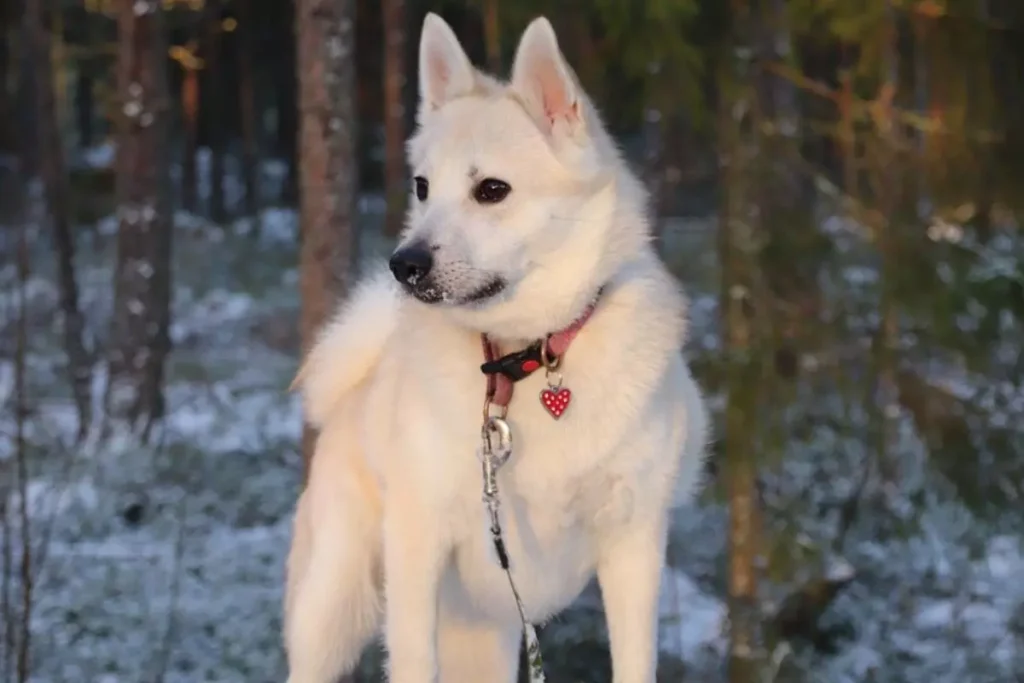 buhund norueguês