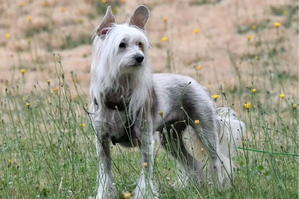 Cão de Crista Chinês