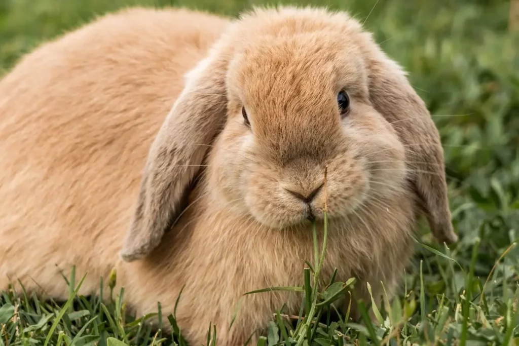 Holland Lop