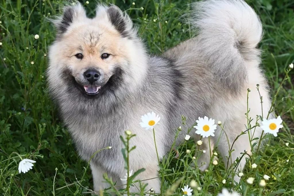 Eurasier