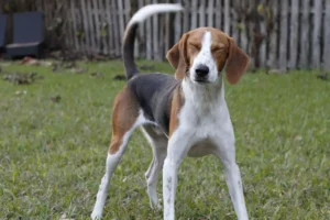 foxhound americano