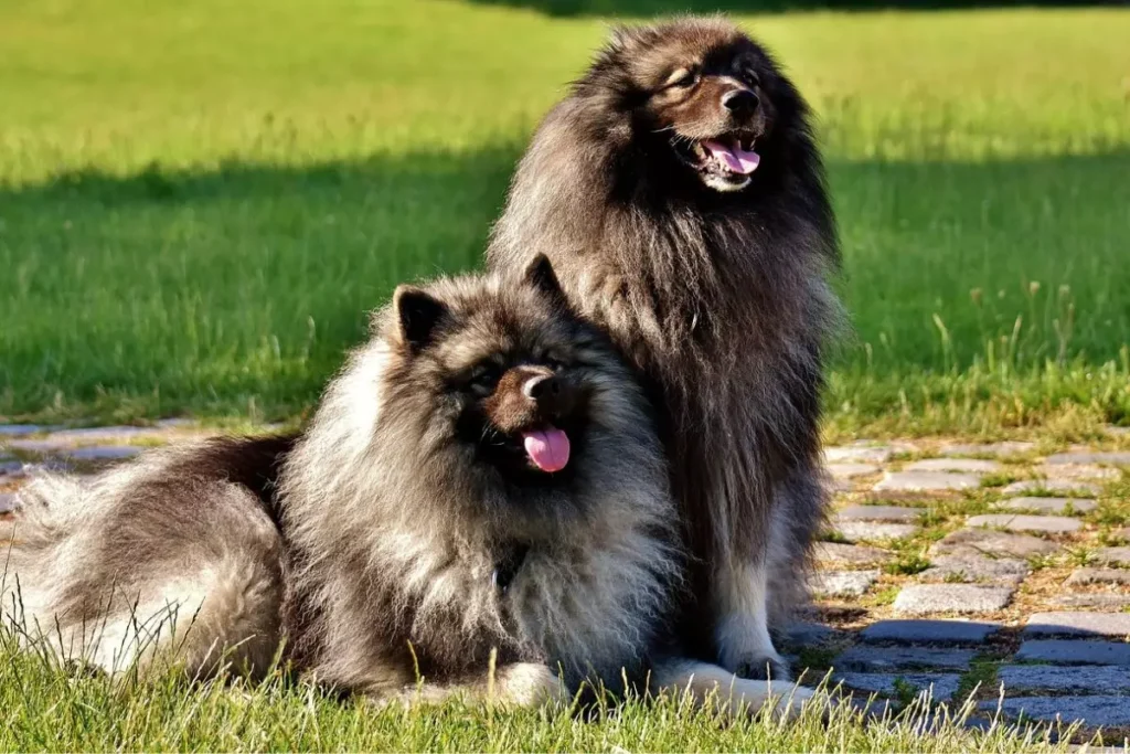 keeshond