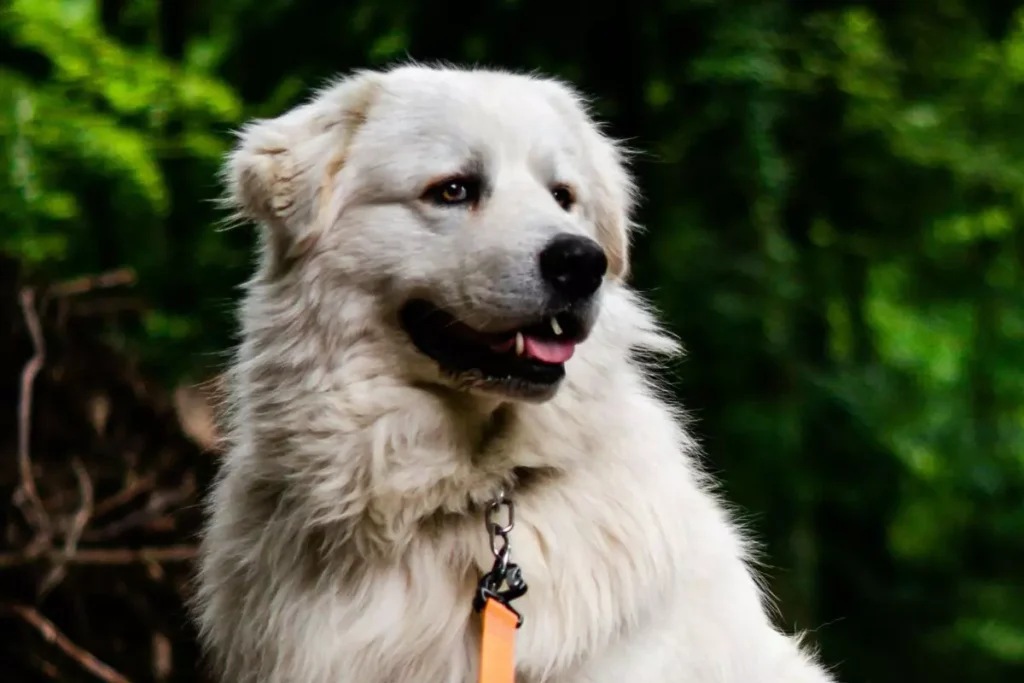 kuvasz