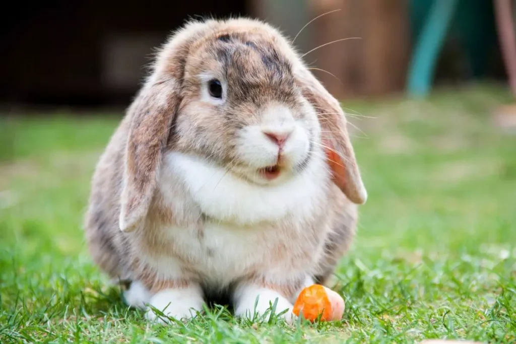 coelho mini lop
