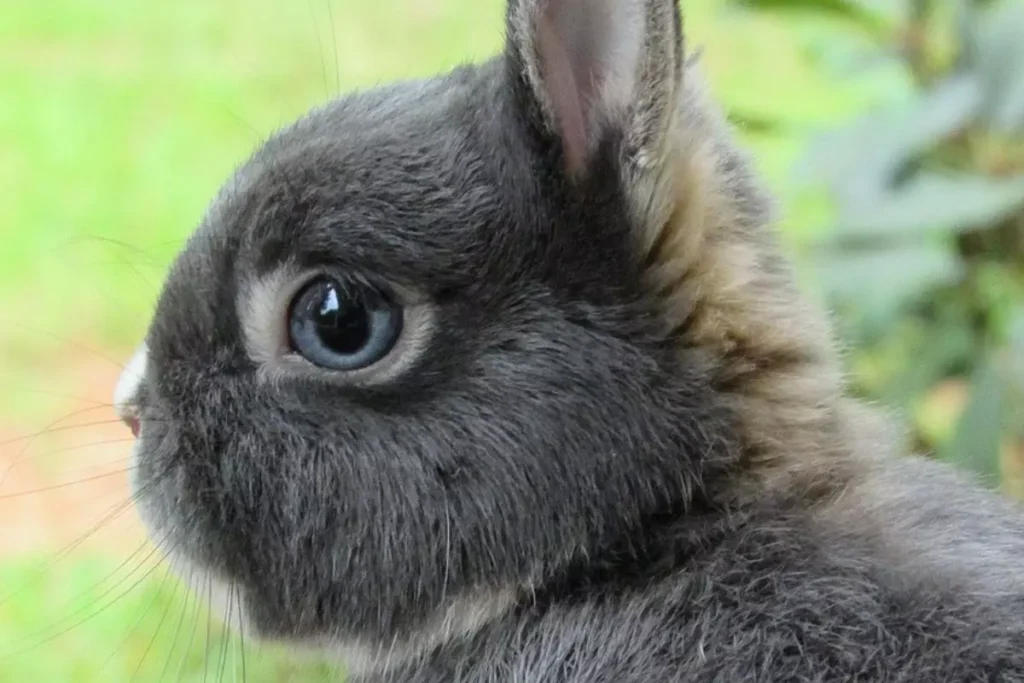 Netherland Dwarf