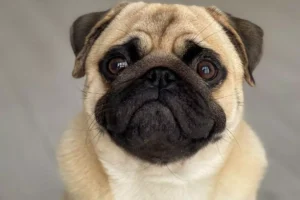 Nomes para Pug