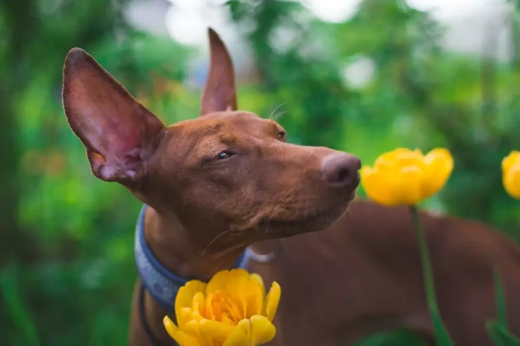 pharaoh hound