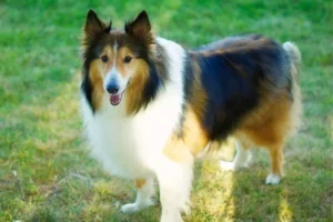 Rough Collie