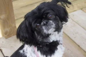 spaniel japonês