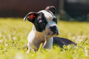 Boston terrier