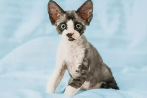 Devon rex
