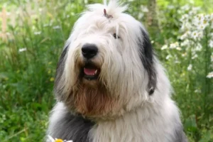 Old English Sheepdog