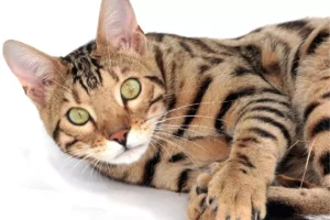 Toyger