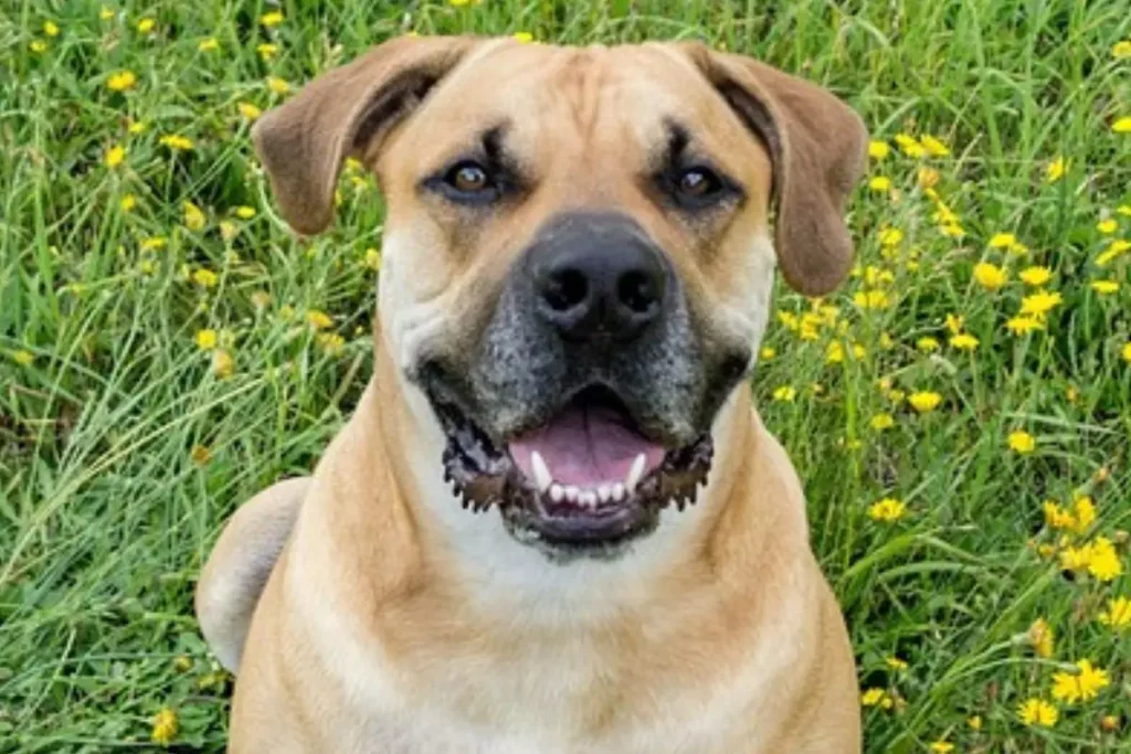 boerboel