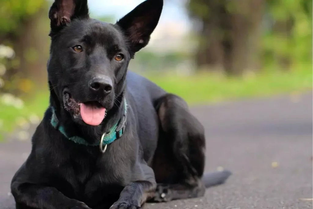 cão de taiwan