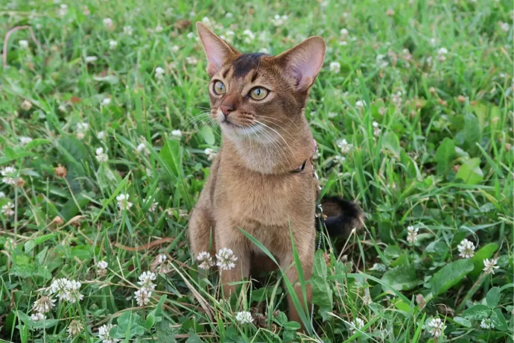 gato abssínio