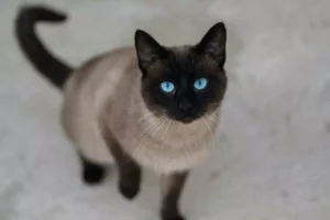 Tonquinês