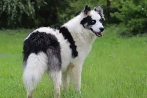 Yakutian Laika