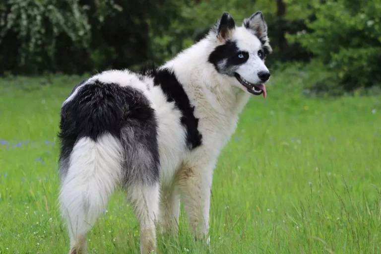 Yakutian Laika