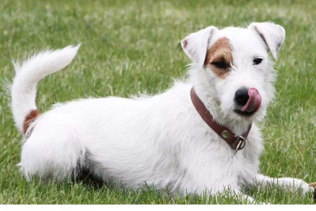 parson russell terrier