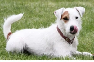 Parson Russell Terrier