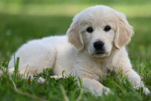 Cachorro Golden Retriever