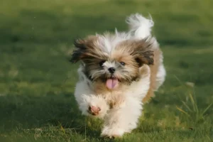 cachorro shih tzu