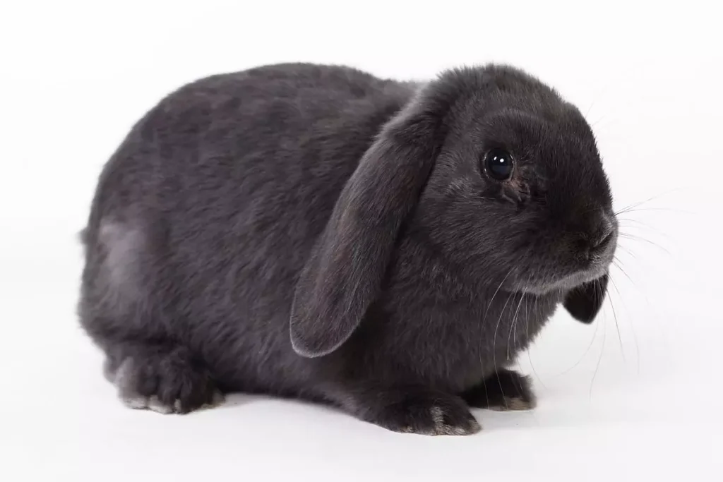 coelho mini lop