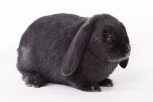 Coelho Mini Lop