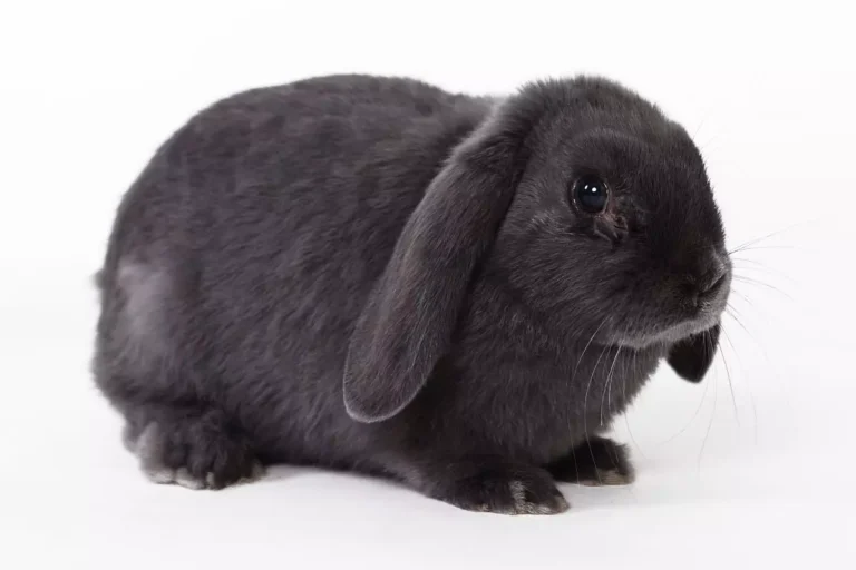 Coelho Mini Lop