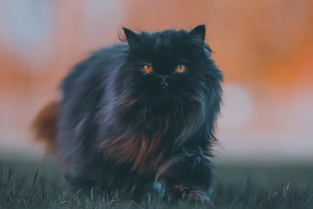 Gato persa preto