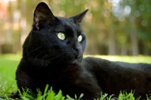 Raças de gato preto