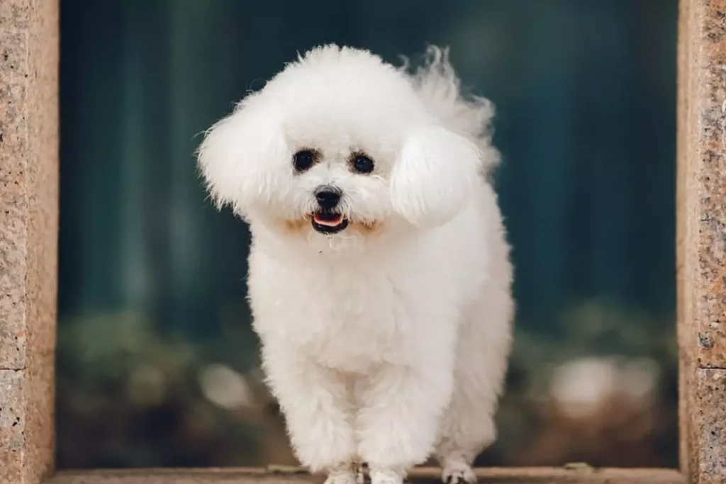 cachorro que não cresce