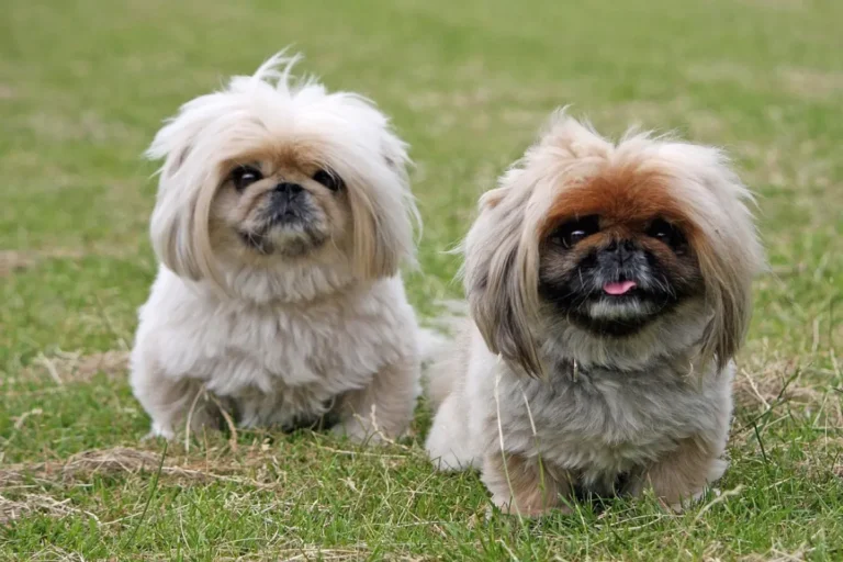 Cachorro Pequinês