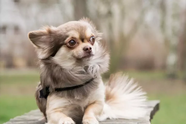 Cachorro que não cresce