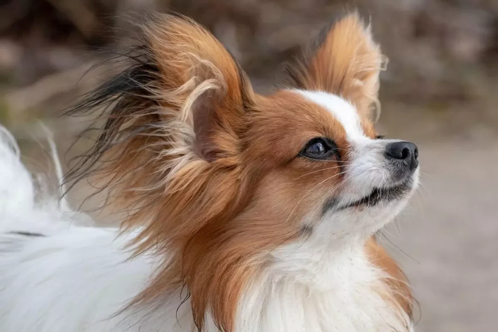 cachorro que não cresce